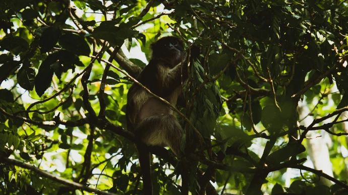 a monkey is sitting in a tree with leaves